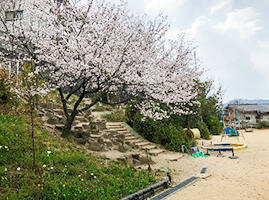 「さくらの森」のリニューアル